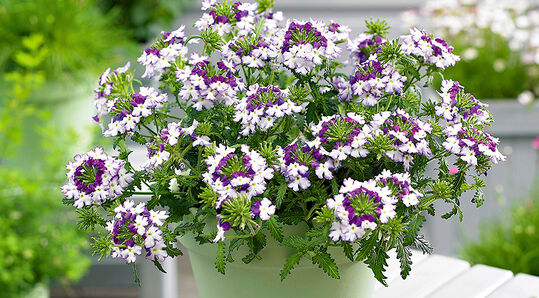Verbena bonariensis 'Purple Tower'