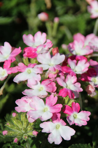 Verbena-Hybriden 'Lanai Twister Pink'