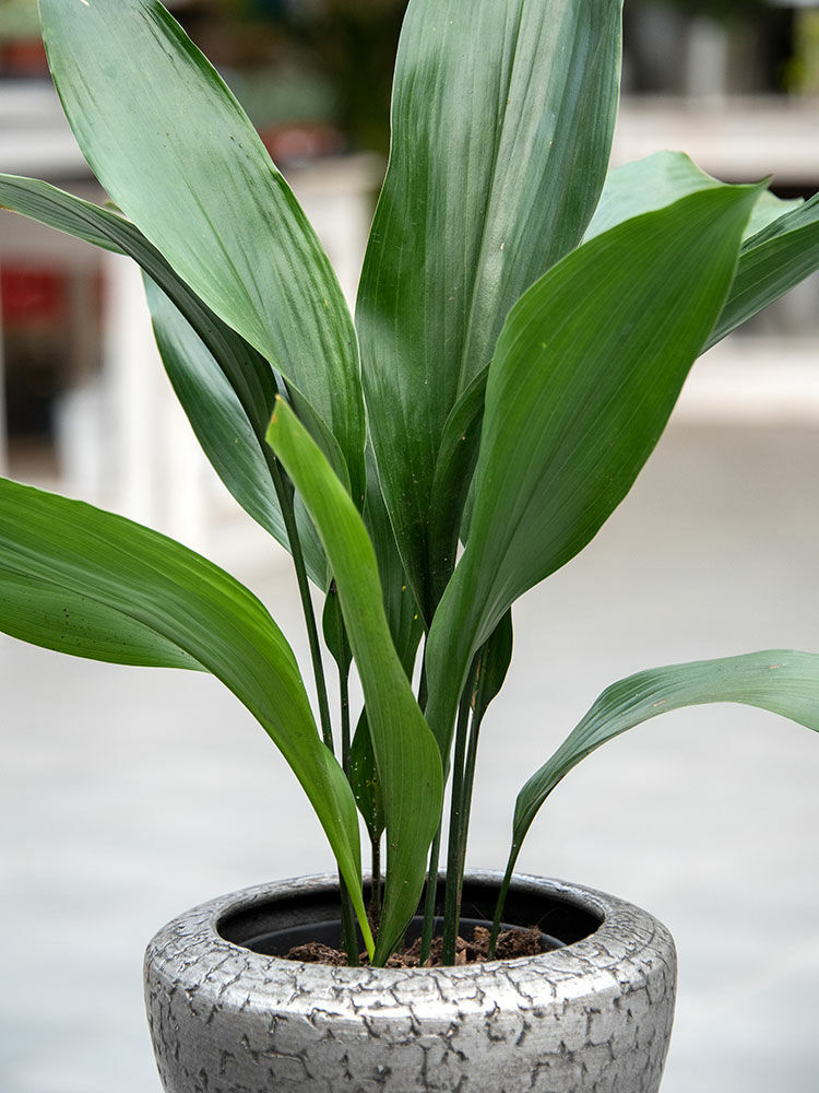 zimmerpflanze schusterpalme Aspidistra elatior Milky Way 50-60 cm  Schusterpalme mit Sternsprenkeln