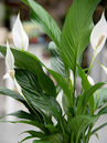 Einblatt (Spathiphyllum)