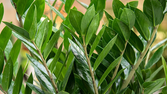 Glücksfeder (Zamioculcas)