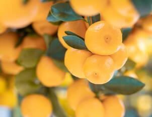 Zitruspflanzen-als-Kuebelpflanzen