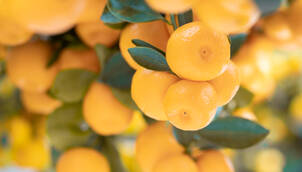 Zitruspflanzen als Kübelpflanzen