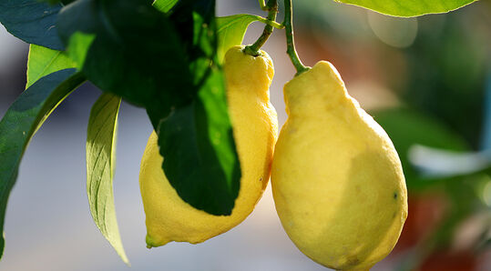 Besonders attraktiv sind die leuchtenden Früchte: von gelben Zitronen über orangefarbene Mandarinen bis hin zu grünen Limetten.