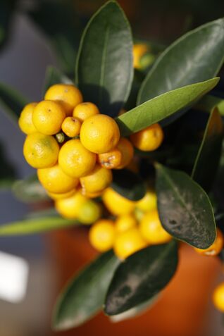 Zitruspflanzen besitzen glänzende dunkelgrüne Blätter, die meist oval geformt und leicht ledrig sind.