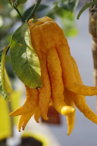 Besonders attraktiv sind die leuchtenden Früchte: von gelben Zitronen über orangefarbene Mandarinen bis hin zu grünen Limetten.