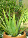 Die Echte Aloe ist eine wasserspeichernde Pflanze (Sukkulente) und benötig dadurch sehr wenig Pflege. Sie sollte eher trocken und vollsonnig stehen. Foto © PlantaPro