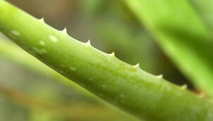 Echte Aloe – (Aloe vera)