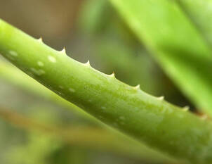 Echte Aloe – (Aloe vera)