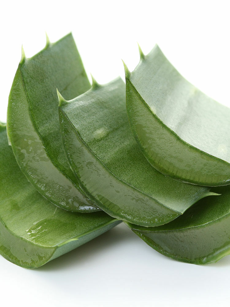 Echte Aloe  (Aloe vera) | Hauenstein AG