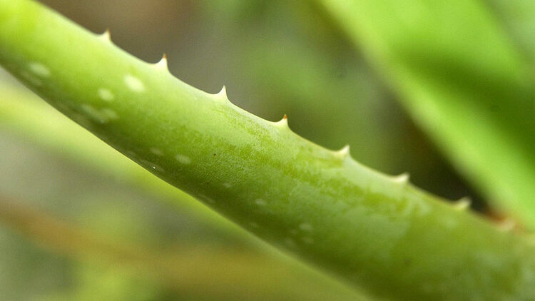 aloe vera blumentopf Aloe Vera Barbadensis (Alter 5-6 Jahre) – Secret Garden Plant Shop