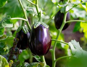 Aubergine – Solanum melongena