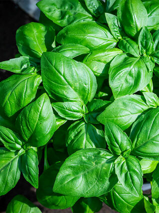 Das Aroma von Basilikum ist, wenn es frisch geernet wird, am intensivsten. Basilikum wird aber auch getrocknet als Gewürz für Salate, Suppen, und mehr verwendet.