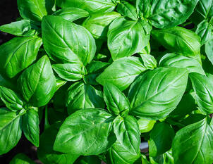 Basilikum – Ocimum basilicum