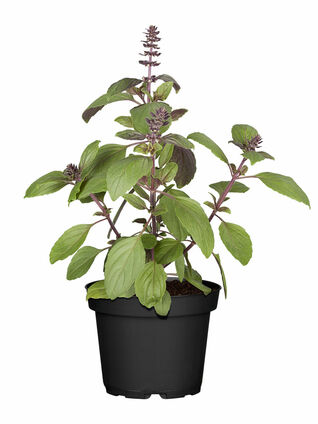 Die Petersilie gedeiht auf einem sonnigen bis halbschattigen Standort am besten.