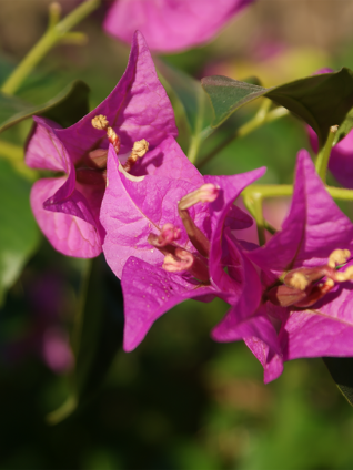 Die Bougainvillea wurde nach dem Weltumsegler Louis Antoine de Bougainville benannt – hier zu sehen ist eine Bougainvillea spectabilis.