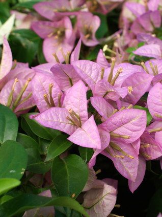 Die Hochblätter der Bougainvillea-Blüten sind entweder rot oder rotviolett.