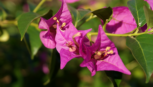 Bougainvillea – Bougainvillea spectabilis
