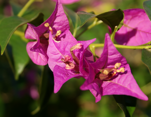 Bougainvillea – Bougainvillea spectabilis
