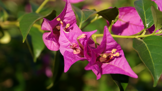 Die Bougainvillea wurde nach dem Weltumsegler Louis Antoine de Bougainville benannt – hier zu sehen ist eine Bougainvillea spectabilis.