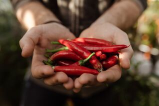 Chilis stammen ursprünglich aus Südamerika und wurden bereits vor mehr als 6’000 Jahren von indigenen Völkern kultiviert.