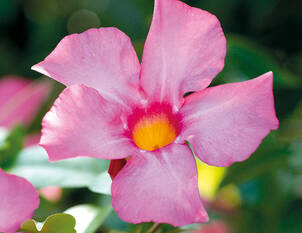Dipladenia – Mandevilla sanderi