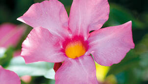 Dipladenia – Mandevilla sanderi