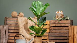 Geigenfeige – Ficus lyrata 