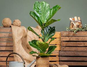 Geigenfeige – Ficus lyrata 