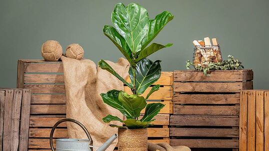 Ihre Bezeichnung verdankt die Geigenfeige den grossen gewellten Blättern, welche mit ihrer Form an das gleichnamige Musikinstrument erinnern.