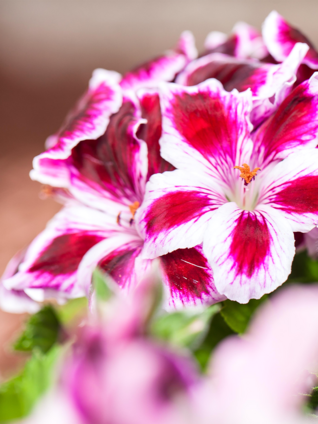 Dank ihrer üppigen Blütenpracht sind Geranien nicht nur auf Balkon und Terrasse beliebt, sondern auch im Blumenbeet.