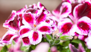 Geranie – Pelargonium