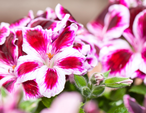 Geranie – Pelargonium