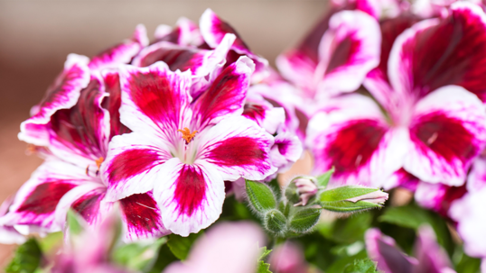 Dank ihrer üppigen Blütenpracht sind Geranien nicht nur auf Balkon und Terrasse beliebt, sondern auch im Blumenbeet.