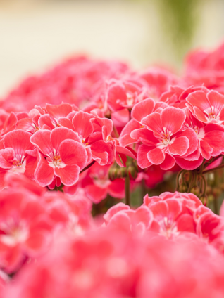 Zu den klassischen Blütenfarben der Geranie gehören Pink, Rot und Weiss, aber auch Sorten mit mehrfarbigen Blüten setzen sich immer mehr durch. 