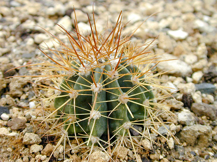 Kakteen  Cactaceae | Hauenstein AG