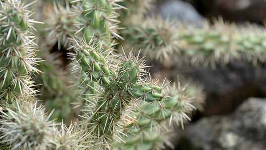 Cylindropuntia imbricata Foto © PlantaPro