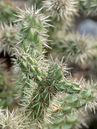 Cylindropuntia imbricata  Foto © PlantaPro