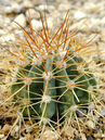 Melocactus oreas Foto © PlantaPro