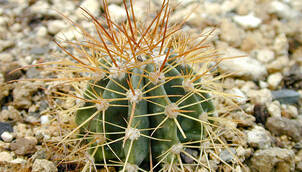 Kakteen – Cactaceae