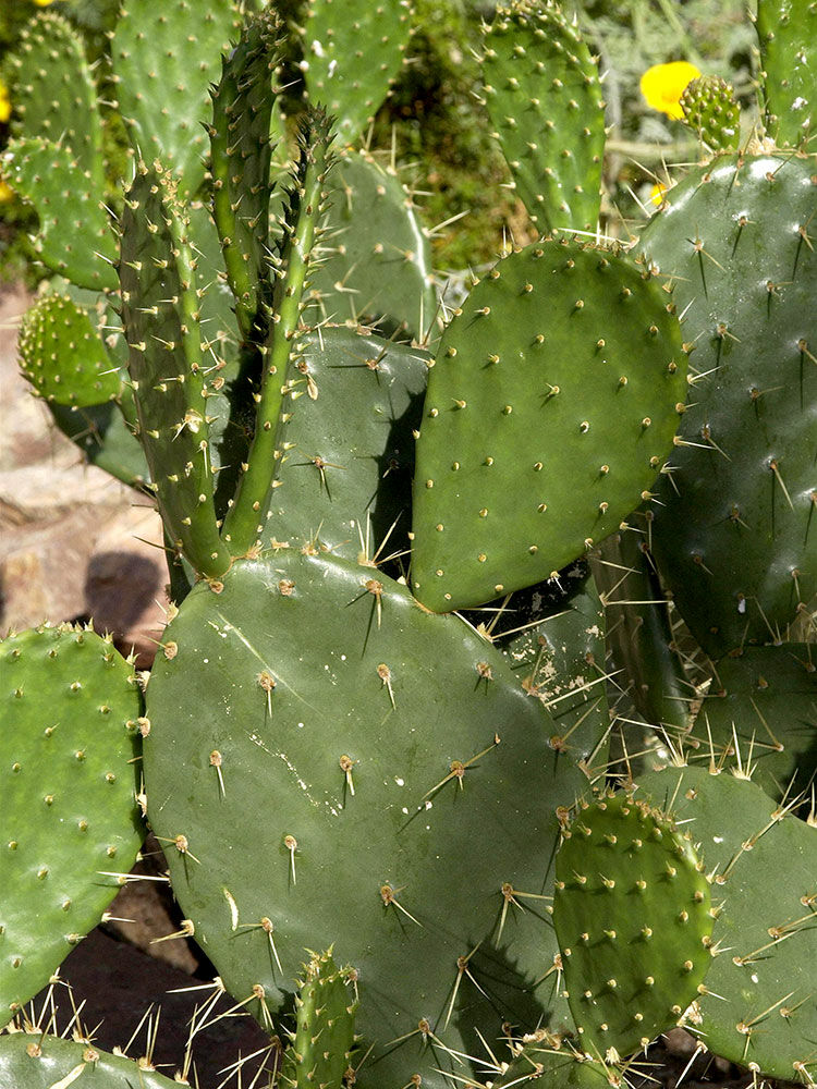 Kakteen  Cactaceae | Hauenstein AG