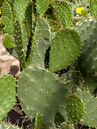 Opuntia basilaris  Foto © PlantaPro