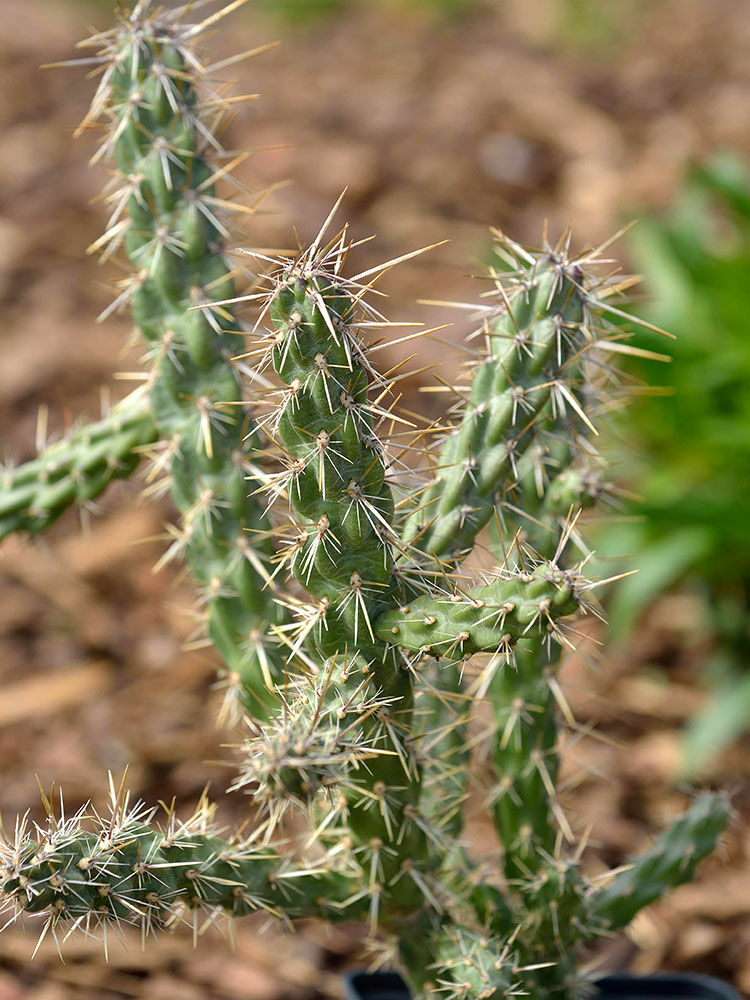 Kakteen  Cactaceae | Hauenstein AG