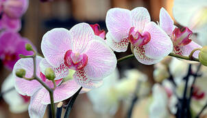 Orchideen