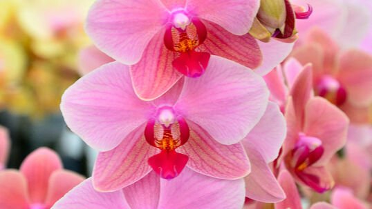 Die Blüten von Orchideen wirken, im Vergleich zu anderen Pflanzen, sehr edel und elegant.  Foto © PlantaPro 