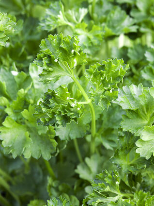 Die Petersilie gedeiht auf einem sonnigen bis halbschattigen Standort am besten.