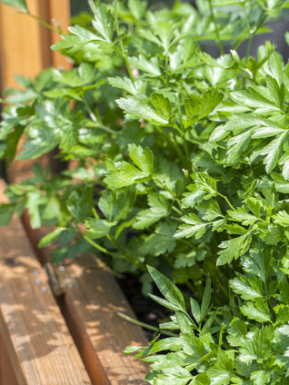 Die Petersilie ist eine zweijährige Pflanze und wird bereits seit ca. 400  Jahren zum Verfeinern von Speisen verwendet.