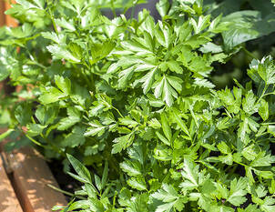 Petersilie – Petroselinum crispum