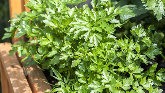 Die Petersilie ist eine zweijährige Pflanze und wird bereits seit ca. 400 Jahren zum Verfeinern von Speisen verwendet.