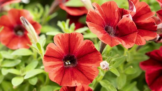 Petunien zeichnen sich durch ihre hohe Anzahl an Blüten aus.